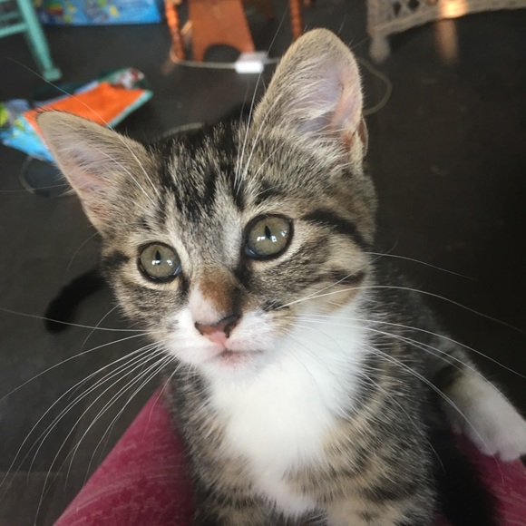 Meet your Posher, Julia - Picture 3 of 6